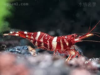 蒂格里虎斑虾 Caridina spongicola 海绵米虾[暂]  偏鲜红个体