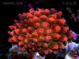 奶嘴海葵 Entacmaea quadricolor 樱蕾篷锥海葵[暂]  水螅体上有纹路或斑点的一般商品名会冠以“雪花”的前缀