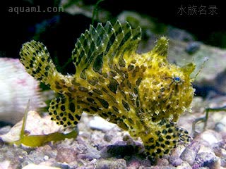 虎纹五脚虎 Antennarius hispidus 毛躄鱼 幼鱼 