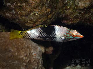 黄花龙 Halichoeres hortulanus 格纹海猪鱼 幼鱼(2) 