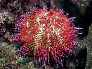 Temnopleuridae Salmacis bicolor