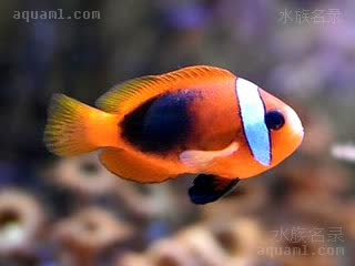 黑红小丑 Amphiprion melanopus 黑双锯鱼 幼鱼 