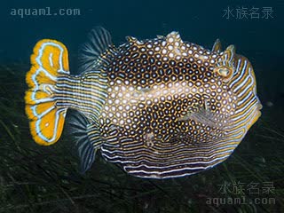 丽牛角 Aracana ornata 丽饰六棱箱鲀 成鱼 成鱼头部背部均有明显的突起