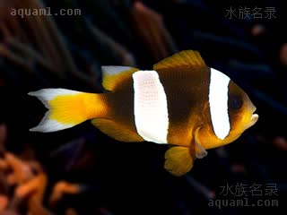 Amphiprion latifasciatus 侧带双锯鱼