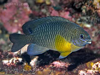 单点雀 Chrysiptera unimaculata 无斑金翅雀鲷 成鱼(3) 大型成熟个体