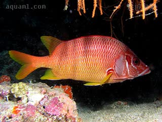 金鳞甲 Sargocentron spiniferum 尖吻棘鳞鱼 成鱼 