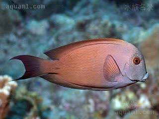 紫纹吊 Ctenochaetus striatus 栉齿刺尾鱼  其他体色的个体