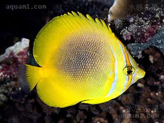 Chaetodon aureofasciatus 金带蝴蝶鱼