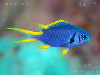 双带蓝魔 Chromis anadema 发带光鳃鱼[暂] 幼鱼 体色为蓝色，背鳍、腹鳍、臀鳍以及尾鳍鳍呈明亮的黄色