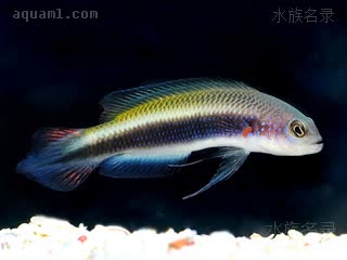 Pseudochromis tonozukai 汤氏拟雀鲷