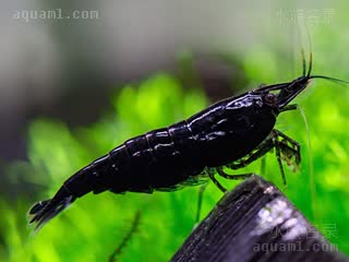 Neocaridina davidi Neocaridina davidi cv.'black kingkong'  (黑金刚虾)