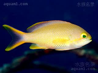 绿宝石 Pseudanthias huchtii 赫氏拟花鮨 雌鱼 体呈暗黄至黄绿色，眼后色带为橙色，尾鳍上下缘呈亮黄色