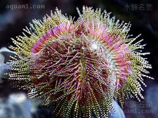 紫红火焰海胆 Salmacis bicolor 模式角孔海胆  颜色有个体差异