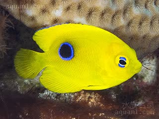 美国石美人 Holacanthus tricolor 三色刺蝶鱼 幼鱼 身体为黄色，身体中后部有一蓝色边缘的黑点