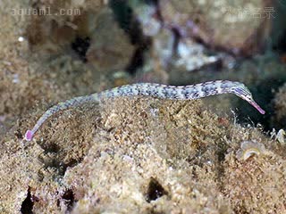 Corythoichthys Corythoichthys haematopterus