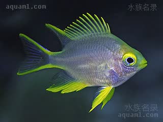 黄金雀 Amblyglyphidodon aureus 金凹牙豆娘鱼 仔稚鱼 整体为淡青色，各鳍半透明带有黄色边缘