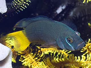 史娣妮草莓 Pseudochromis steenei 史氏拟雀鲷 雌鱼 体成黑灰色，尾鳍为黄色