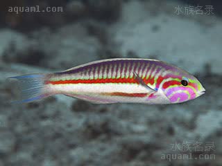  Thalassoma rueppellii 鲁氏锦鱼 幼鱼 