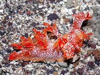 Bornella stellifera 星纹二列鳃