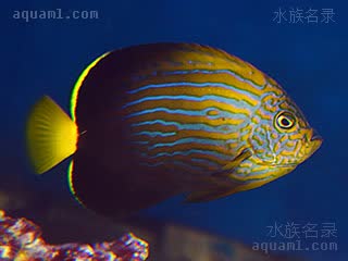 金蝴蝶仙 Chaetodontoplus septentrionalis 蓝带荷包鱼  与C. dimidiatus/秀美荷包鱼(黄尾黑宝马)的人工杂交个体