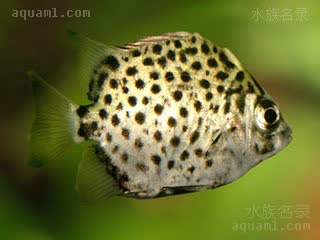 金鼓鱼 Scatophagus argus 金钱鱼 成鱼 