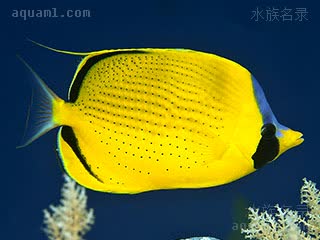 Chaetodon semeion 细点蝴蝶鱼