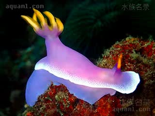 Chromodorididae Hypselodoris apolegma