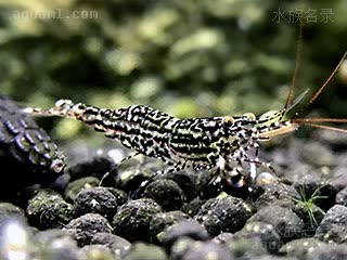 苏拉威西星空虾 Caridina poso 波索米虾  偏黑棕个体