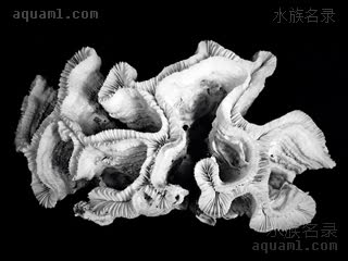 山脉猪腰珊瑚 Fimbriaphyllia ancora 肾形纹叶珊瑚  骨骼标本