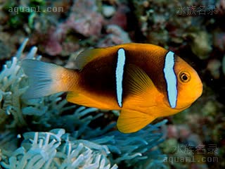 蓝双带小丑 Amphiprion chrysopterus 橙鳍双锯鱼 成鱼(1) 