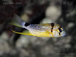 丽皇 Symphorichthys spilurus 长鳍笛鲷 幼鱼(3) 