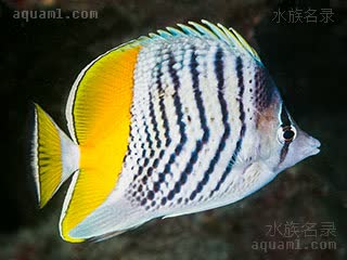 默氏橙尾蝶 Chaetodon mertensii 默氏蝴蝶鱼 成鱼 