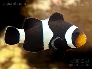 公子小丑 Amphiprion ocellaris 眼斑双锯鱼  澳洲黑公子亚成，嘴为橙色
