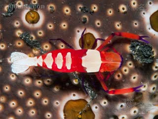 帝王虾 Zenopontonia rex 帝王海星岩虾[暂]  俯视图