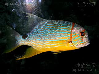 丽皇 Symphorichthys spilurus 长鳍笛鲷  夜间体色