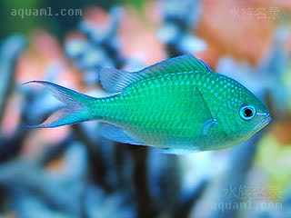 蓝绿光鳃鱼 - 青魔 Chromis viridis