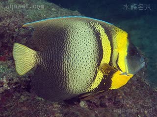 哥迪仙 Pomacanthus zonipectus 胸带刺盖鱼 成鱼 头后部以及胸鳍后部有黄色色带，尾鳍浅色