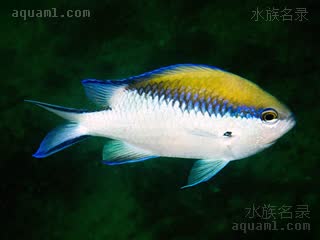 Chromis nitida 闪烁光鳃鱼