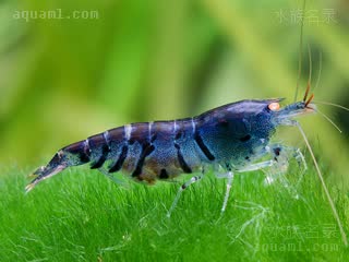 Caridina mariae Caridina mariae var.blue  (蓝虎纹虾)