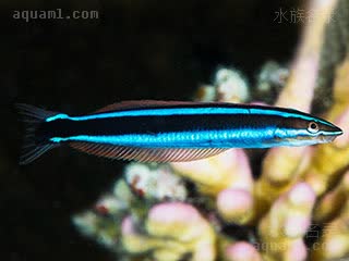 粗吻短带鳚 - 蓝线医生 Plagiotremus rhinorhynchos