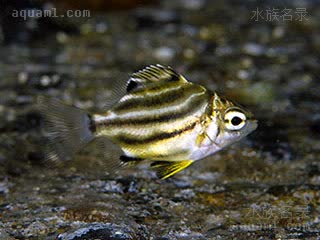 斑马蝶 Microcanthus strigatus 细刺鱼 幼鱼(1) 