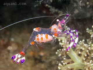 黄斑海葵虾 Ancylomenes luteomaculatus 黄斑曲腰虾[暂]  抱卵状态