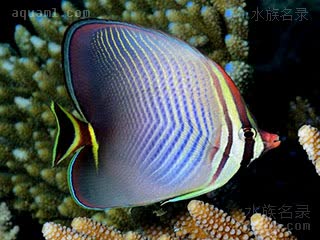 Chaetodon triangulum 三角蝴蝶鱼