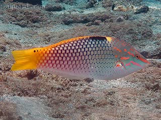 黄花龙 Halichoeres hortulanus 格纹海猪鱼 成鱼(1) 身体后半部有黑色格纹