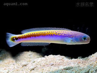 Hoplolatilus oreni 奥氏似弱棘鱼