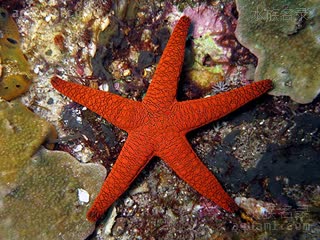 蛇纹海星 Fromia indica 印度单鳃海星[暂]  偏红个体