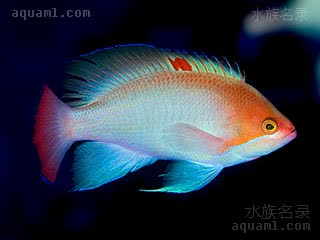 粉红海金鱼 Pseudanthias hypselosoma 高体拟花鮨  雄鱼繁殖期体色