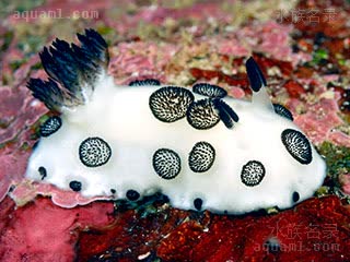 Nudibranchia Jorunna funebris