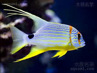 丽皇 Symphorichthys spilurus 长鳍笛鲷 亚成(2) 