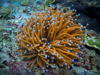  Euphyllia glabrescens 滑真叶珊瑚  金色最受市场欢迎，各产地的金火柴配色形态有所不同